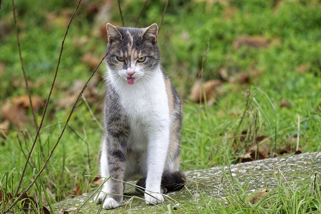 pet-sitting-640x480-74460202.jpeg