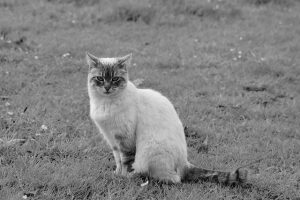 pet-sitting-640x480-85037177.jpeg
