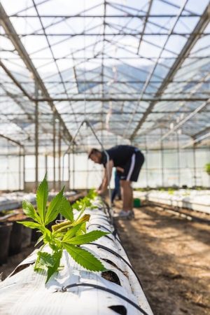 Decoding Pure CBD Isolate: Benefits and Science Beyond the Entourage Effect