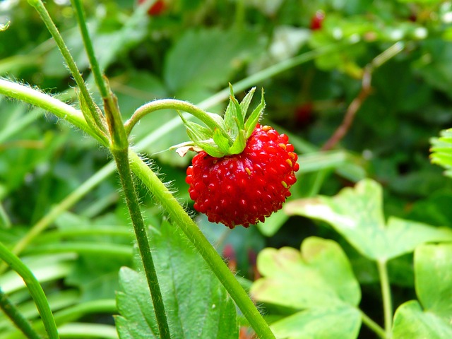 Strawberry Rosin Gummies