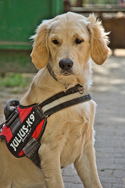 tactical dog harness