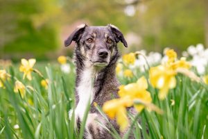 Mastering Your Dog’s Potential: The Ultimate Guide to Tactical Dog Harnesses