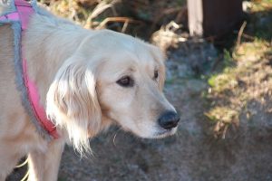 Optimizing Canine Partners: A Guide to Tactical Dog Harnesses