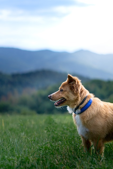 tactical dog harness