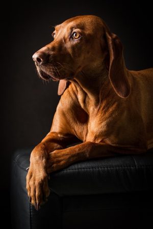 MOLLE Mastery: Enhancing Canine Tactical Operations with Modular Vests