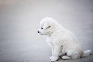 Optimizing Canine Protection and Mobility: The Importance of Tactical Dog Vest Sizes