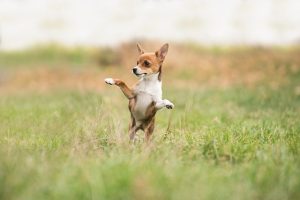 Maximizing Canine Protection: The Role of MOLLE-Compatible Tactical Dog Vests