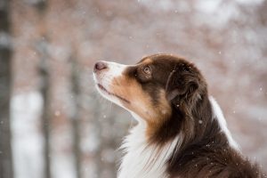 Enhancing Service Dog Safety: The Essentials of High-Visibility Tactical Vests