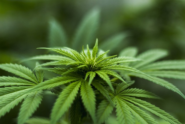Understanding the Endocannabinoid System