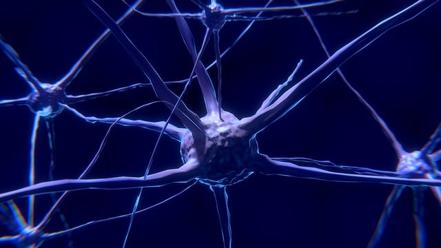 Understanding the Endocannabinoid System