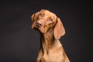 Weatherproof Dog Houses: Durability, Comfort, and Smart Maintenance