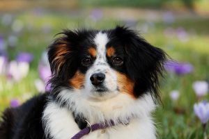 Programmable Cooling Units: Creating Comfortable Air Condensed Dog Houses