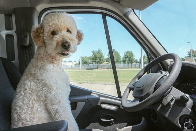 Auto Insurance for High-Risk Drivers