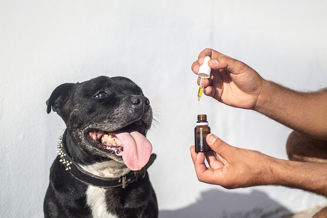 Best CBD Edibles