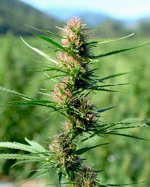 Best CBD Edibles