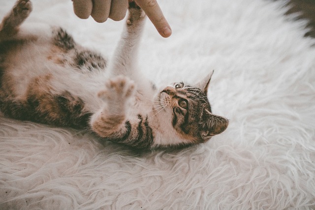 Carpet Shampooing