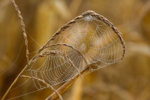 Mastering Core Web Vitals Optimization via Canonical Tags