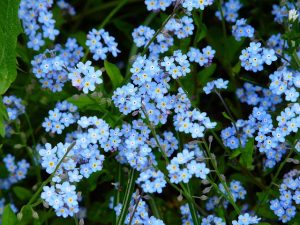 Delta-8 THC: Unlocking Natural Pain Relief Options Near You
