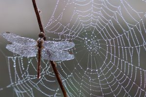 Mastering Online Presence: Expert Web Design Services for Business Success