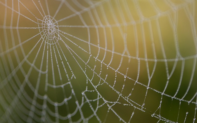 expert web design services