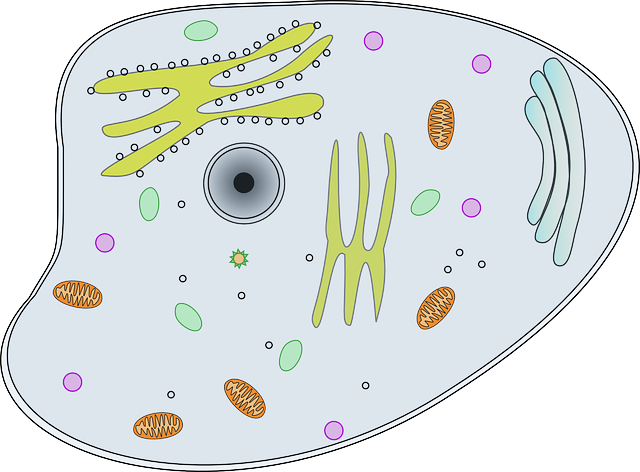 Fat Cell Freezing