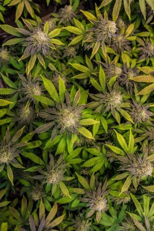 Discover Non-Psychoactive CBD: Full Spectrum Tincture Benefits and Choices