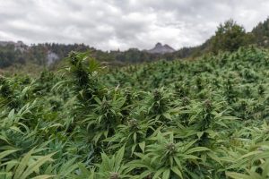 Unlock Calm: Exploring Full Spectrum CBD for Stress Relief