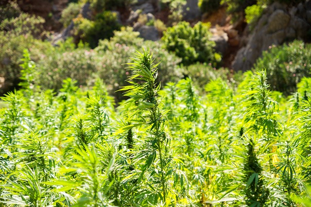 Full Spectrum Hemp Oil