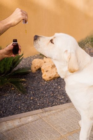 Full Spectrum Hemp Oil: Versatile Applications Across Industries
