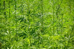 Maximizing Full Spectrum Hemp Oil’s Versatile Benefits and Quality Integration