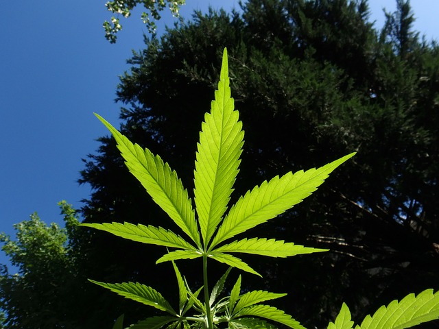 Full Spectrum Hemp Oil