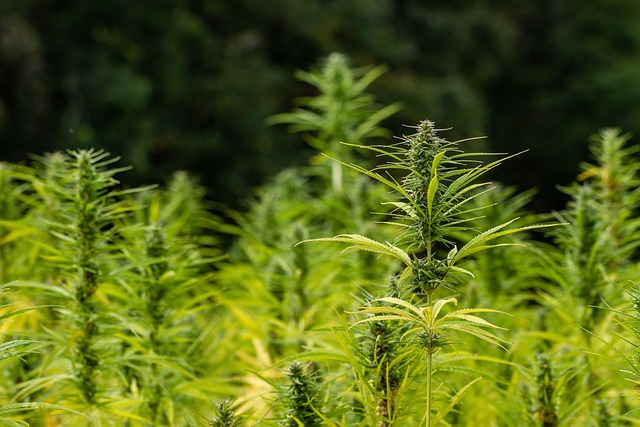 Full Spectrum Hemp Oil