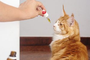 Unveiling Full Spectrum Hemp Oil: Benefits, Extraction, and Integration