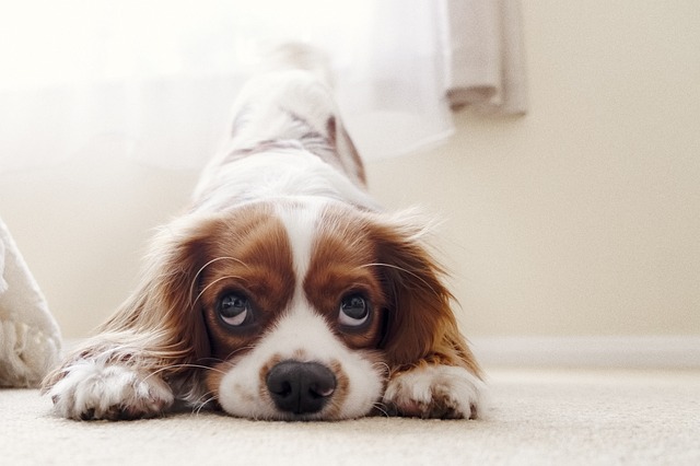 heated dog house