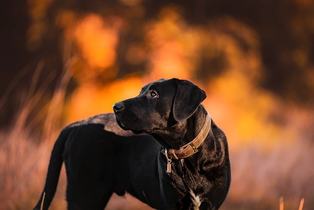 heated dog house