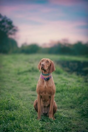 Mastering Thermostat Control: From Basics to Future Trends, Including Heated Dog Houses