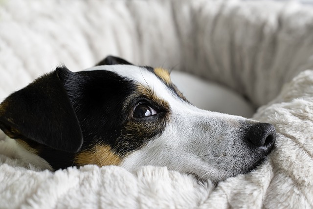 heated dog house