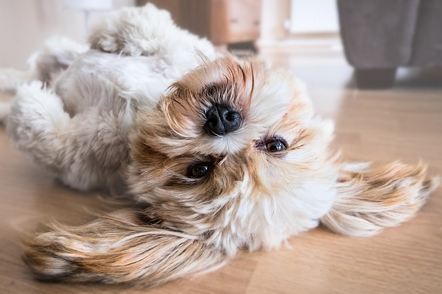 heated dog house