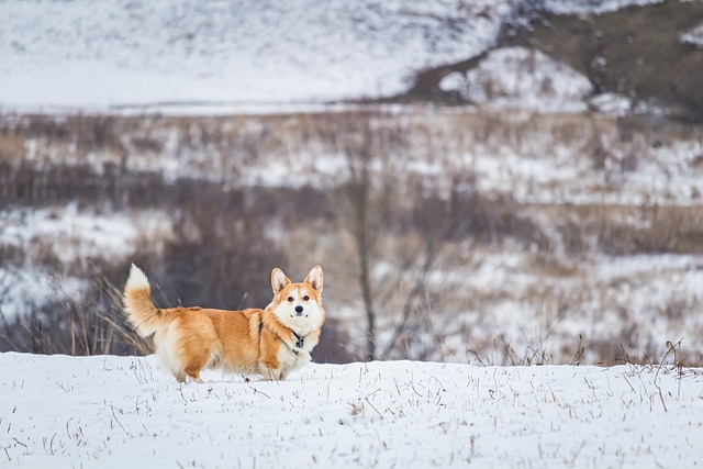 heated dog house