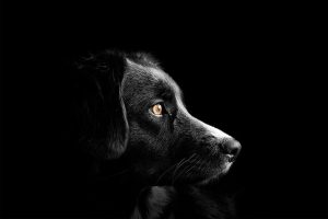 Eco-Friendly Heating Solutions for Your Dog House and Home