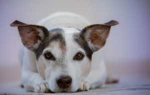 Safe & Warm: Heated Dog Houses & Certified Heating Elements Guide