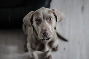 Heated Dog Houses: Indoor & Outdoor Comfort Solutions