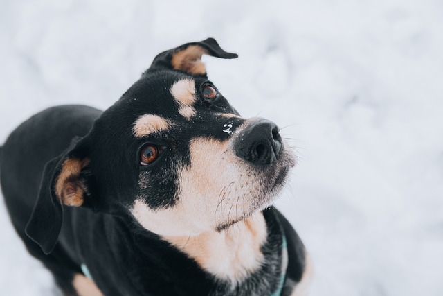 heated dog house