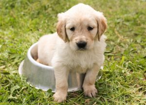 Retain Heat: Ultimate Guide to Insulated Heated Dog Houses