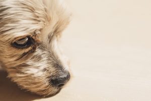 Portable Warmth: Revolutionizing Dog Comfort with Heated Houses
