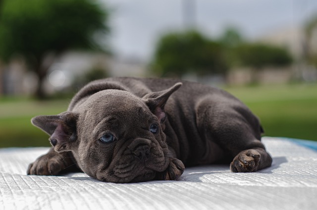 heated dog house