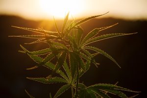 hemp-terpenes-for-sale-640x480-17862587.jpeg