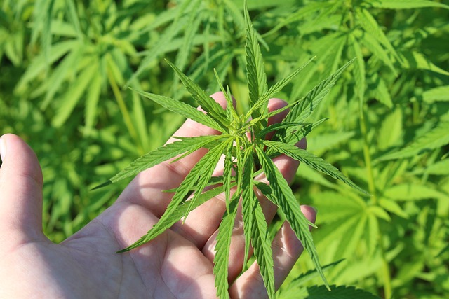 Hemp Terpenes for Sale