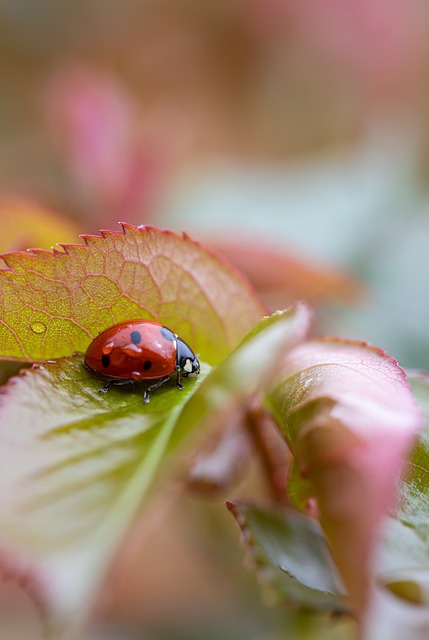 insect control services