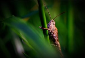 insect-control-services-640x480-26774130.jpeg
